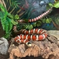 Junior Zoo Keeper Oxfordshire - Red and White Snake